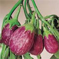 Brinjal