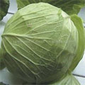 Cabbage