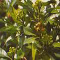 Clove