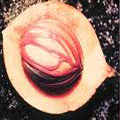 Nutmeg