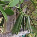 Vanilla