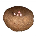 elephant yam