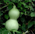 Bottle gourd