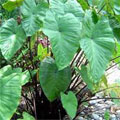 colocasia