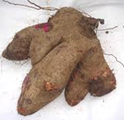 Yam