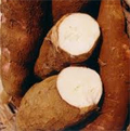 Tapioca