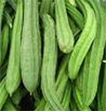 Ridge gourd