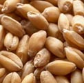 wheat